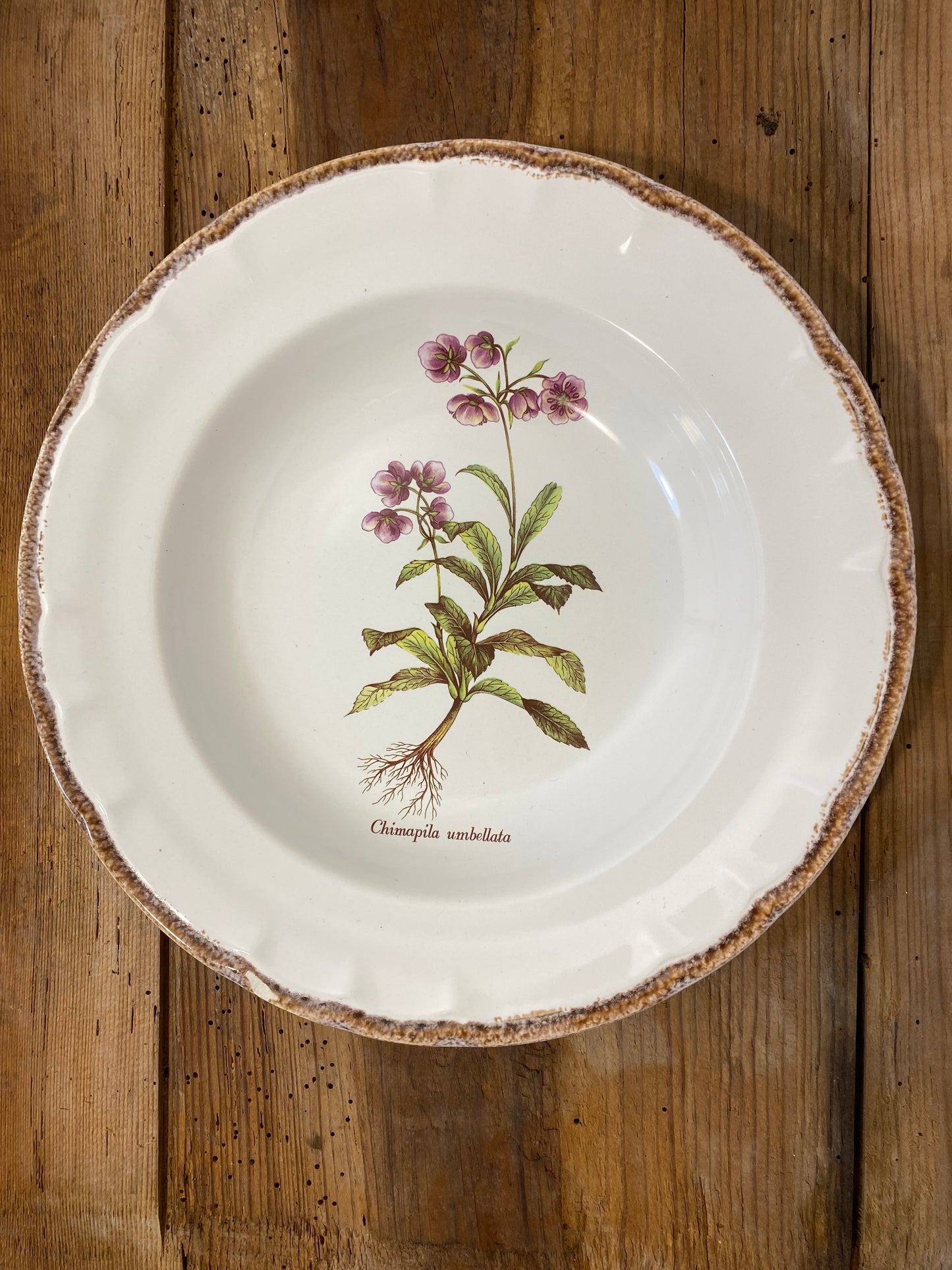 Set of 5 Vintage French Botanical Soup Plates by ADP Table – Provencal Flora