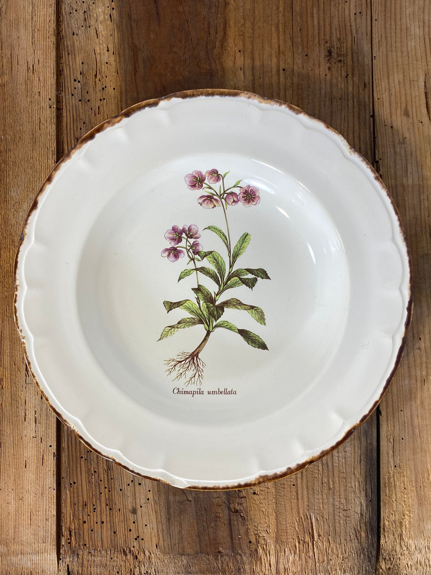 Vintage French Botanical Faïence Set – Soup Bowl & 3 Plates, Haute Provence