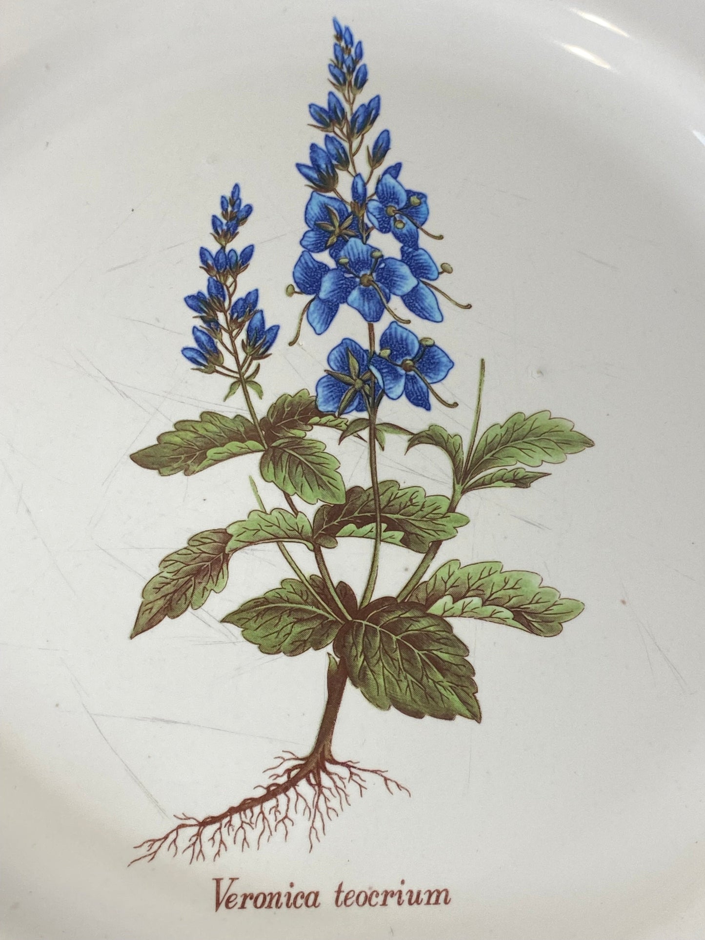 Vintage French Botanical Faïence Plate - Faiences -Haute Provence