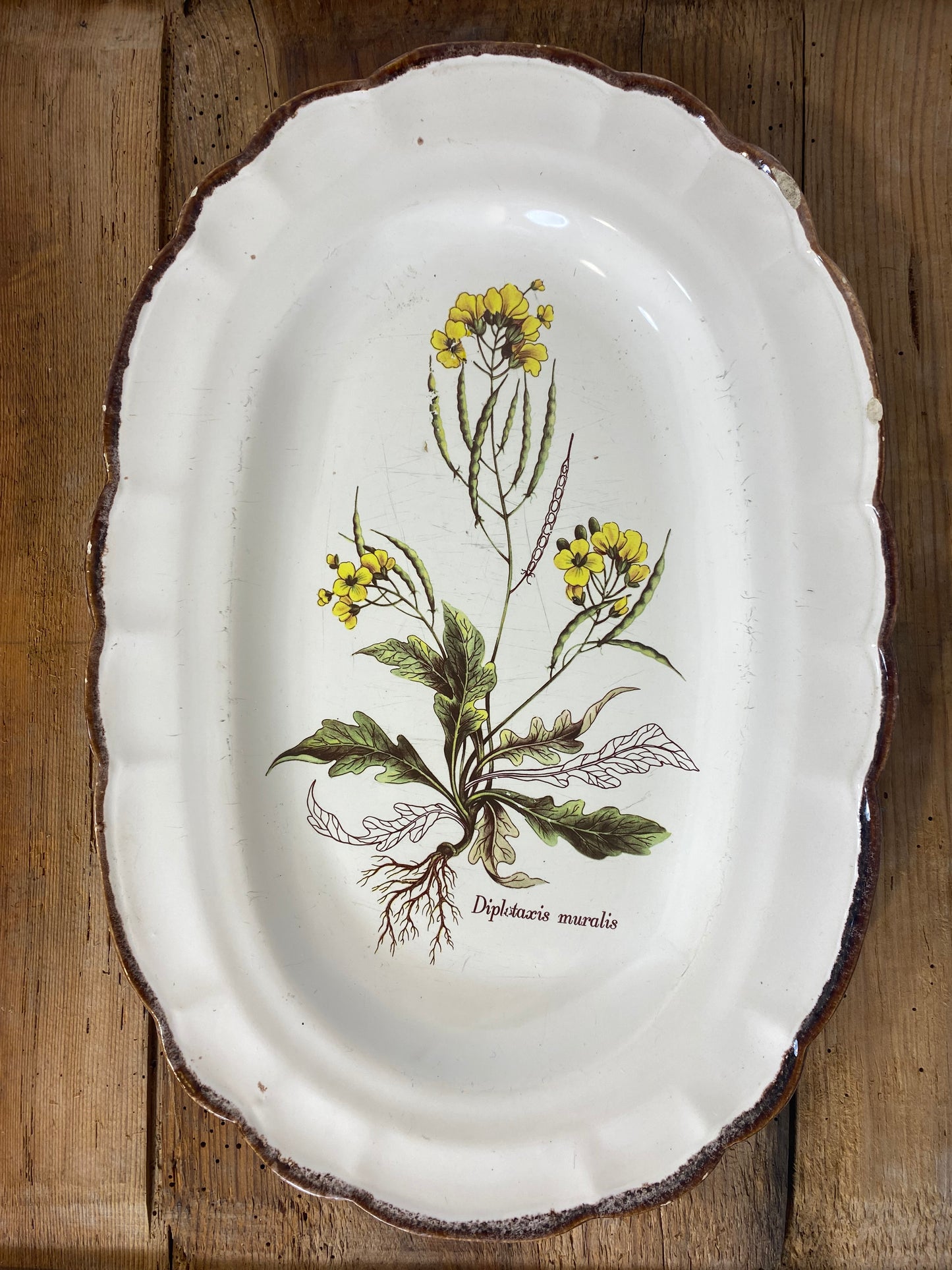 Vintage French Botanical Faïence Platter – "Diplotaxis muralis"