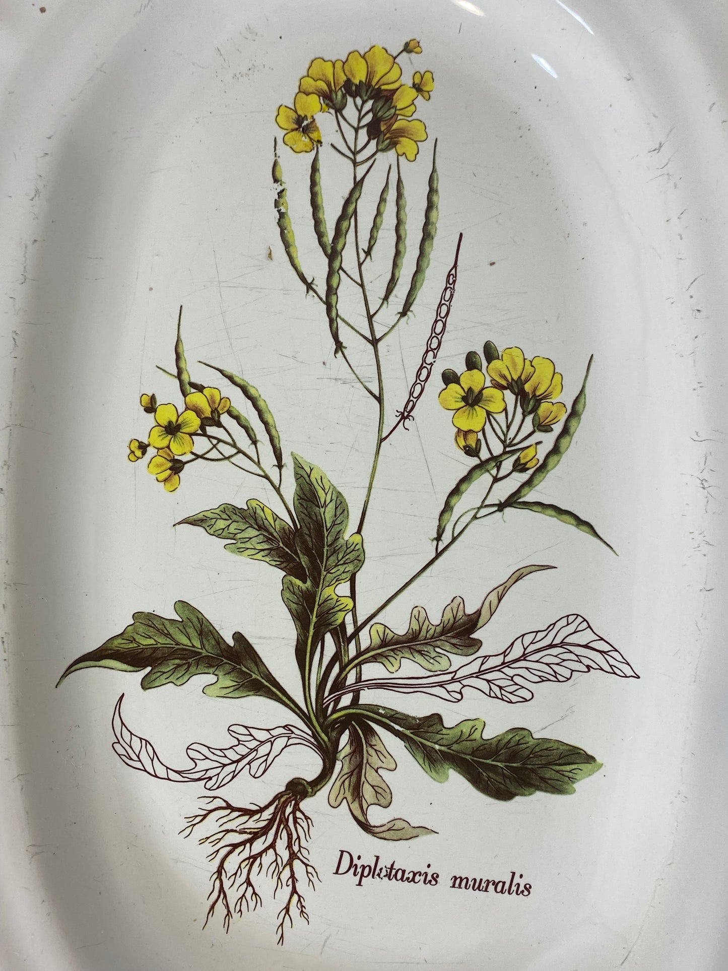 Vintage French Botanical Faïence Platter – "Diplotaxis muralis"