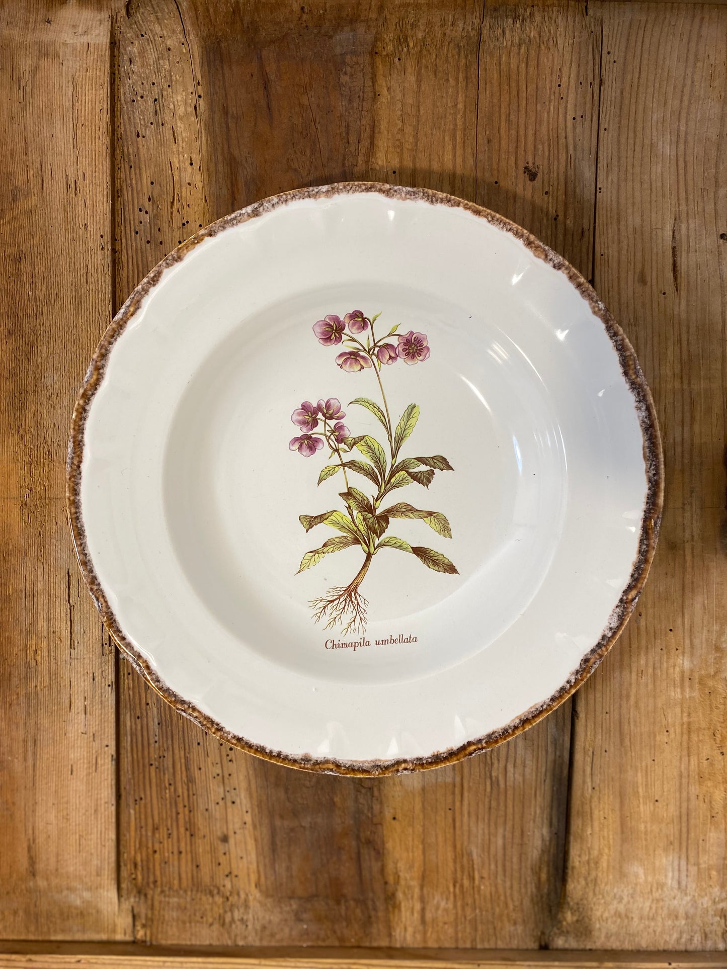 Set of 5 Vintage French Botanical Soup Plates by ADP Table – Provencal Flora