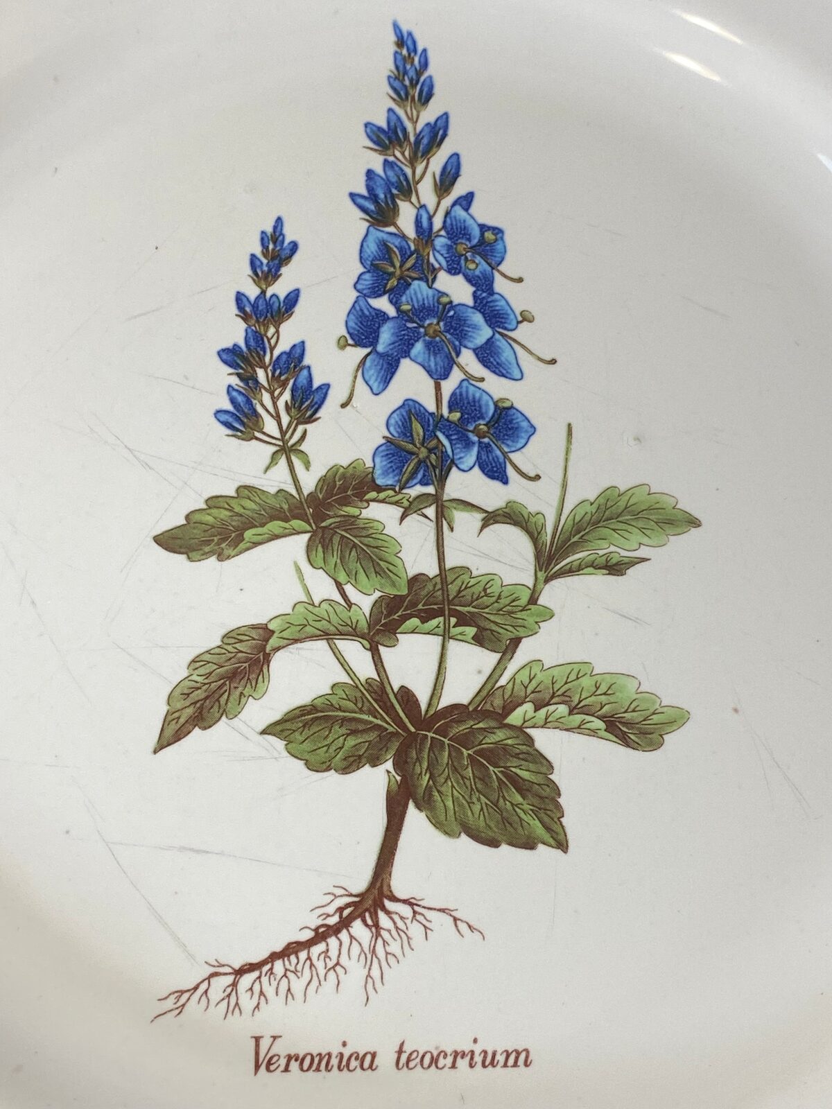 Vintage French Botanical Faïence Plate - Faiences -Haute Provence — photo 4